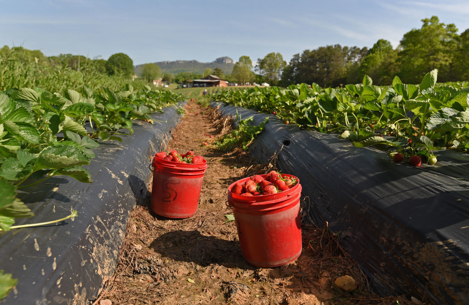 Country Roads Strawberries